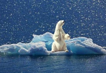 climat-ours-polaire
