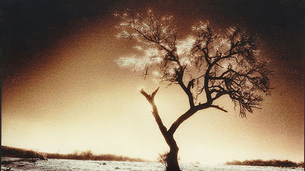 arbre emblématique de Philippe Musch