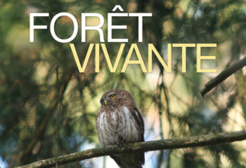 Avant-première de Wallonie Sauvage, 4e volet : Forêt Vivante