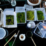 Venez découvrir la nature locale et créer un petit terrarium!