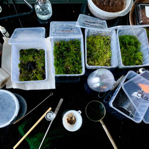 Venez découvrir la nature locale et créer un petit terrarium!