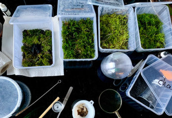 Venez découvrir la nature locale et créer un petit terrarium!